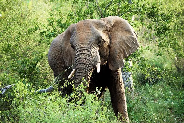 Forest Elephant